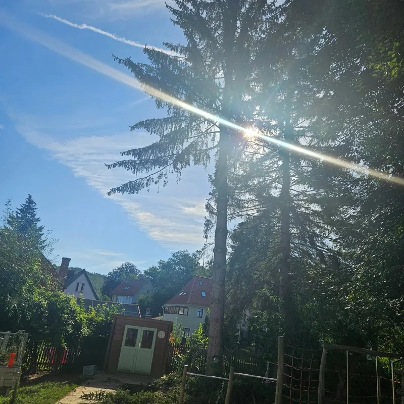 Hohe Fichte im Gegenlicht vor der Fällung