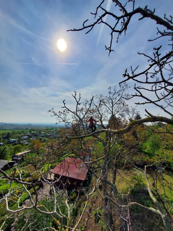Baumpfleger in einer Krone mit Blick über das Harzvorland