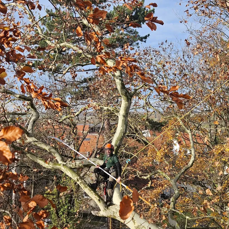Totholzentnahme in einer Buche im Herbst, Henneberg-Park Wasserleben