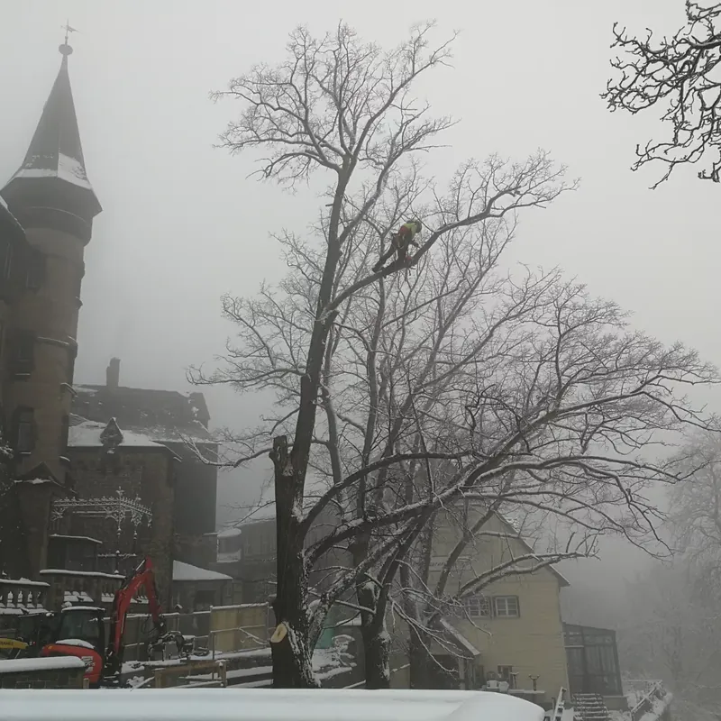 Kletterer in einer kahlen Krone im Nebel