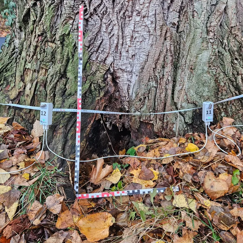 Sensoren der Schalltomografie rund um einen alten Stamm