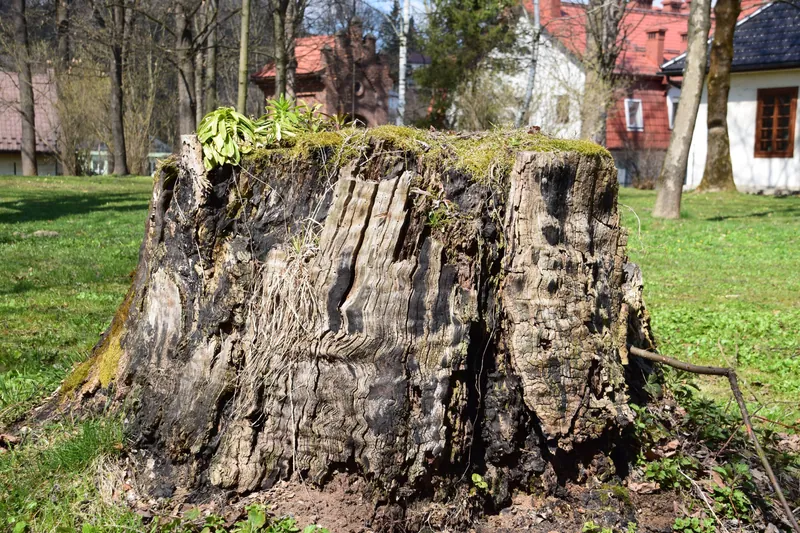 Alter Baumstubben in einem Rasen vor Wohnhäusern (Symbolbild)