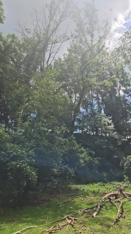 Abgebrochene Äste nach einem Sturm am Waldrand