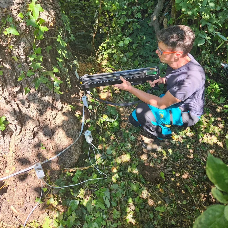 Auswertung der Baumuntersuchung am Messgerät