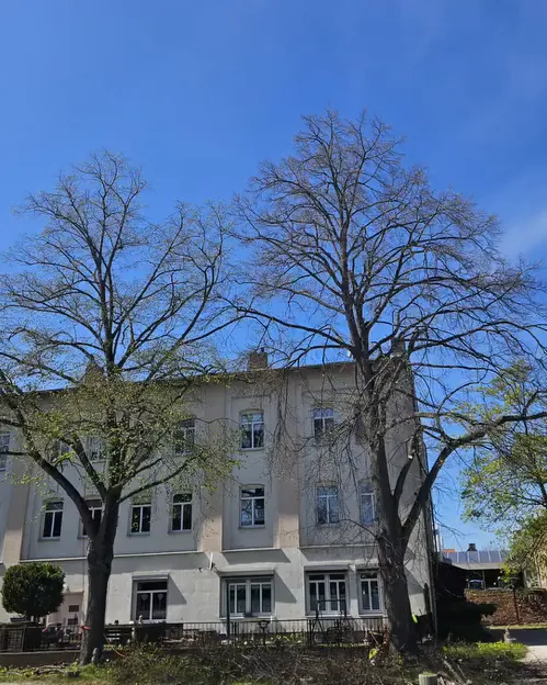 Nachher: die zwei Linden nach der Kronenpflege
