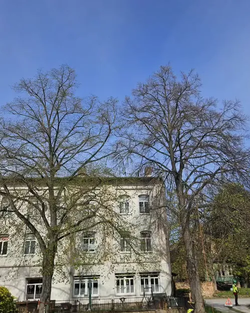 Vorher: zwei Linden vor einem Altbau