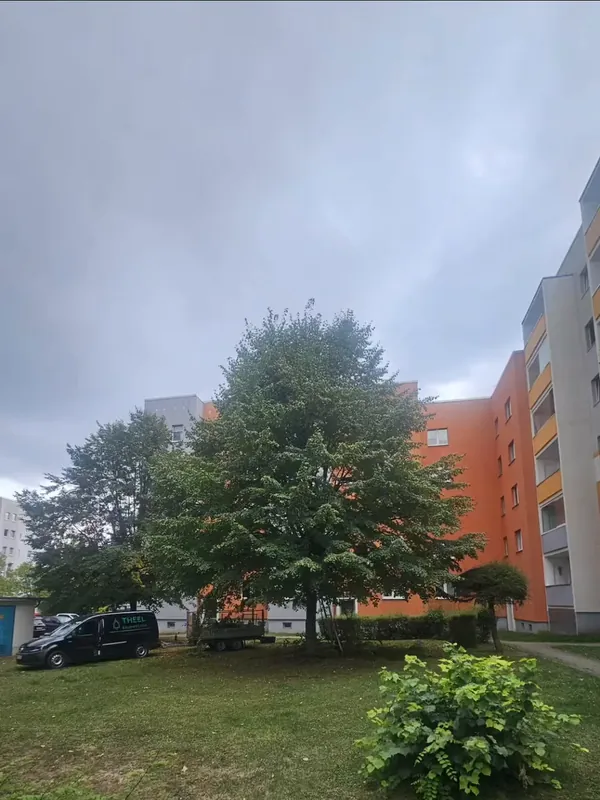 Vorher: Vorher: Winterlinde vor einem Wohnblock