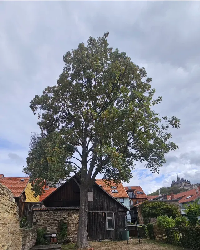 Nachher: Eiche eingekürzt, im Hintergrund ist das Schloss zu sehen