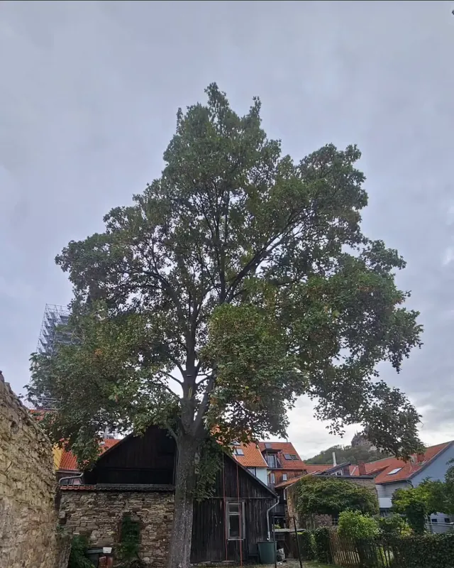 Vorher: große Eiche im Garten vor einer Scheune